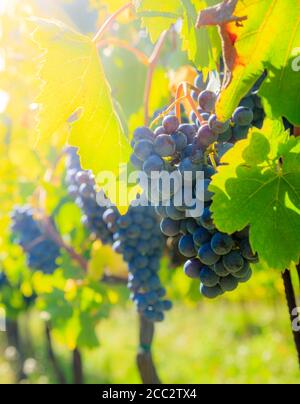 Gros plan de grappes de raisins bleus sur vignes dans un vignoble de Toscane, Italie Banque D'Images