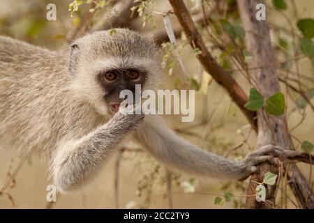 Un singe (Chlorocebus pygerythrus) Banque D'Images