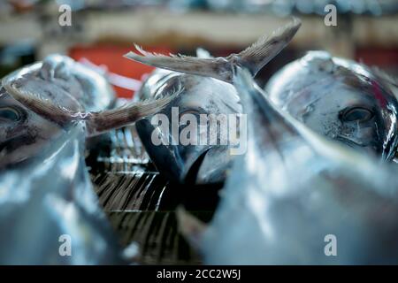 Vente de thon frais au marché indonésien traditionnel des fruits de mer Banque D'Images