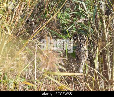 Hibou à longues oreilles à l'ébouin en automne Banque D'Images