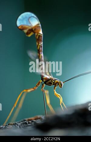 Ichneumon guêpe pondant des œufs à l'aide d'ovipositor Banque D'Images