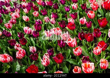 Tulipes atteignant le ciel aux jardins de Keukenhof dans le Pays-Bas Banque D'Images