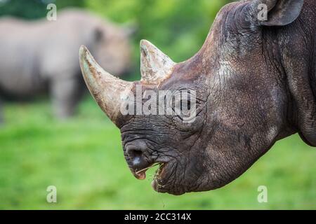 Gros plan sur la tête d'un rhinocéros noir pendant qu'il mâche sur la nourriture. Banque D'Images