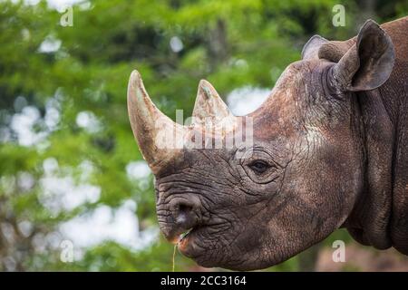 Photo à la tête d'un rhinocéros noir mâchant sur de l'herbe séchée. Banque D'Images