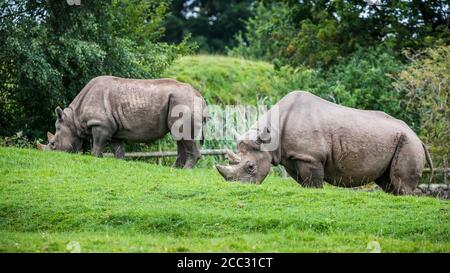Deux rhinocéros noirs d'Afrique de l'est paître sur une herbe verte luxuriante. Banque D'Images