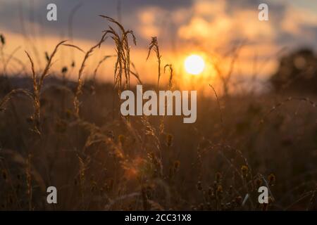 grande herbe au coucher du soleil - coucher du soleil, soirée d'été dans la campagne Banque D'Images