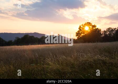 champ au coucher du soleil - coucher du soleil derrière les arbres, soirée d'été dans la campagne Banque D'Images