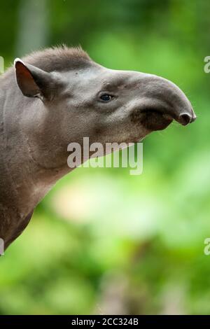 Un tapir d'Amérique du Sud (Tapirus terrestris) dans la forêt amazonienne équatorienne Banque D'Images