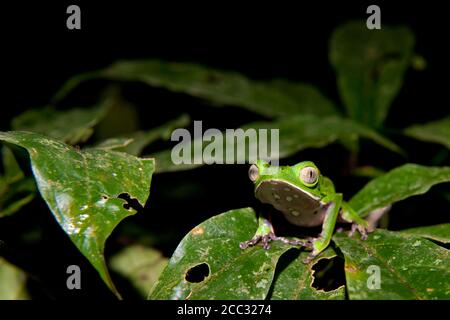 Une grenouille feuille à lignes blanches (Phyllomedusa vaillantii) reposant sur une feuille près d'une piscine d'eau dans le Forêt amazonienne Banque D'Images
