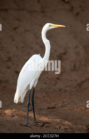 Une Grande Aigrette sur la rive du fleuve (Ardea alba) Banque D'Images