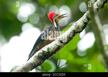 Un Crimson-crested Woodpecker (Campephilus)