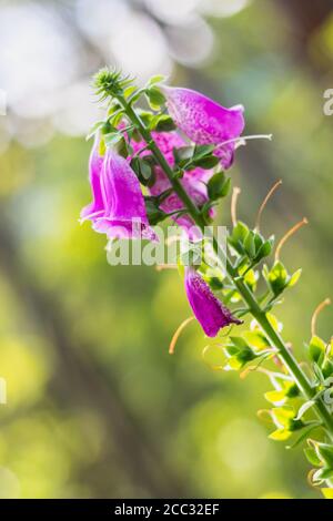 Digitalis purpurea - fleurs violettes de plantes sauvages, jour d'été dans la nature Banque D'Images