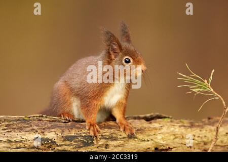 Écureuil rouge eurasien dans woodland (Sciurus vulgaris) Banque D'Images