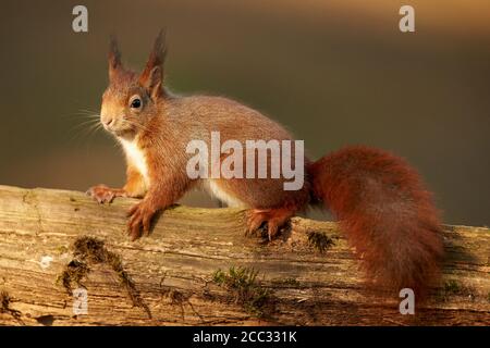 Écureuil rouge eurasien dans woodland (Sciurus vulgaris) Banque D'Images