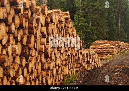 Vue sur les extrémités d'un tas de bois fraîchement coupé d'arbres à feuilles persistantes, montrant les anneaux, coupés par la commission forestière à Argyll, en Écosse Banque D'Images