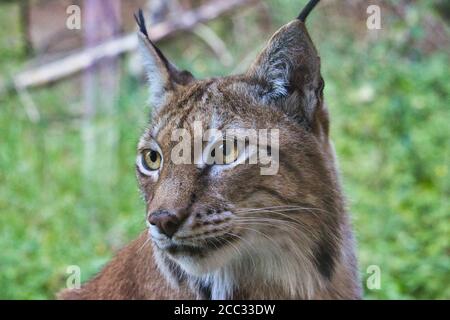 Portrait du Lynx eurasien Banque D'Images