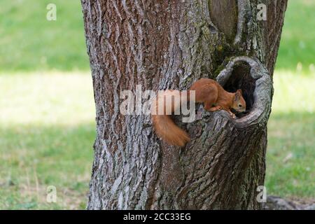 Connaître la nature de près. Tronc d'arbre de montée d'écureuil rouge. Animal sauvage dans l'environnement naturel. Mignon rongeur avec queue molletonnée. Parc naturel. Faune et flore. Pour maintenir l'écosystème toutes les créatures doivent vivre. Banque D'Images