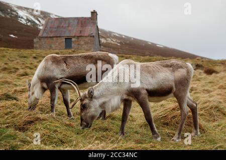 Renne à côté d'une cabane dans le parc national de Cairngorm Banque D'Images