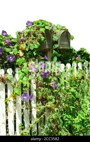 Isolé de vieilles boîtes aux lettres par une vieille clôture de piquetage blanche. Gloire du matin les fleurs et les vignes couvrent les boîtes aux lettres et la clôture. Banque D'Images