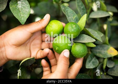 Une femme paysanne récolte des limes dans son verger dans la province de Sullana, au Pérou, en Amérique du Sud. Banque D'Images