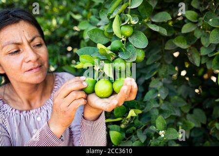 Une femme paysanne récolte des limes dans son verger dans la province de Sullana, au Pérou, en Amérique du Sud. Banque D'Images
