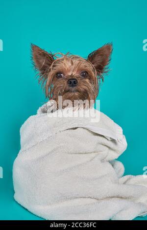 Chien terrier du Yorkshire après la douche dans une serviette sur fond bleu Banque D'Images