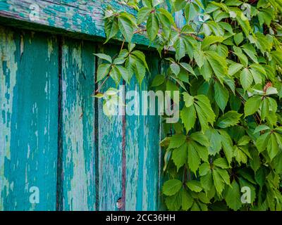 Branches de raisins sauvages avec feuilles sur des panneaux de clôture en bois naturel. Feuillage sur une surface en bois d'époque avec espace de copie. Texture des anciennes planches Banque D'Images