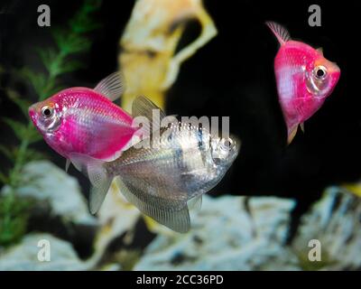 Gros plan de deux poissons Pink Glow et d'une veuve noire TETRA dans un aquarium Banque D'Images