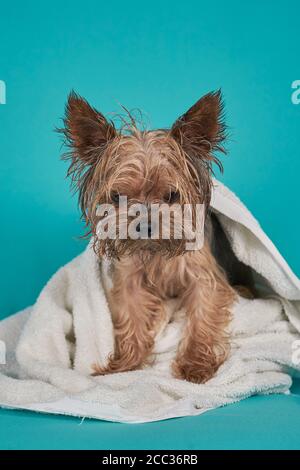 Chien terrier du Yorkshire après la douche dans une serviette sur fond bleu Banque D'Images