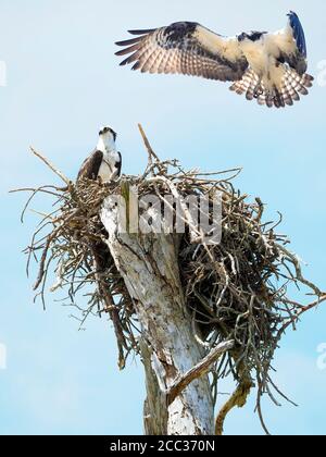 Osprey s'assoit sur lui est Nest tandis que c'est Mate est environ À terre Banque D'Images