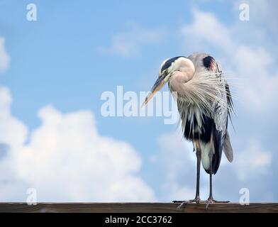 Magnifique Great Blue Heron sur un quai de l'océan de Floride Un jour nuageux Banque D'Images