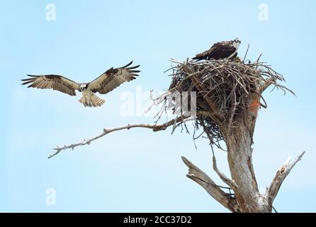 Osprey femelle et c'est Chick sur leur Nest pendant le Male Osprey Lands sur un Limb à proximité Banque D'Images