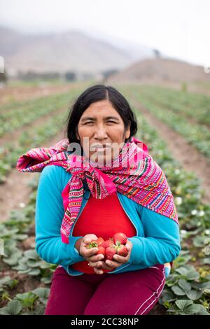 Portrait d'un producteur de fraises tenant un panier de fraisiers fraîchement moissonnés Banque D'Images