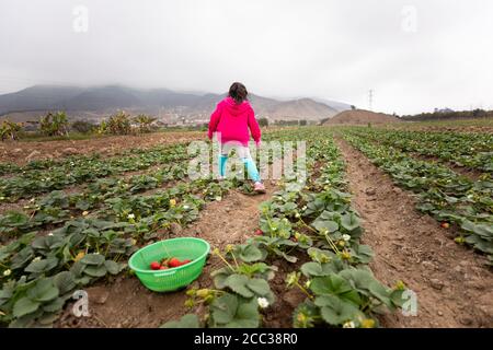 Une jeune fille de six ans récolte des fraises dans la ferme de sa famille dans le district de Pachamac, au Pérou. Banque D'Images