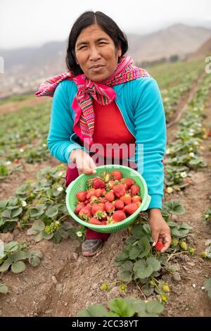 Portrait d'un producteur de fraises tenant un panier de fraisiers fraîchement moissonnés Banque D'Images