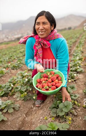 Portrait d'un producteur de fraises tenant un panier de fraisiers fraîchement moissonnés Banque D'Images
