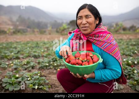 Portrait d'un producteur de fraises tenant un panier de fraisiers fraîchement moissonnés Banque D'Images
