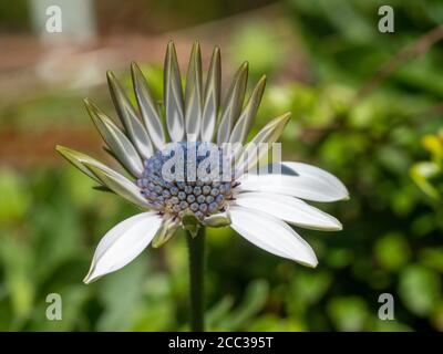 Macro d'une Daisy africaine Soprano en cours de floraison montrant des nuances bleu violet à son oeil et pointu presque pointe comme des pétales pas encore ouverts Banque D'Images