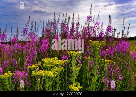 epilobium angustifolium et Jakobs-Greiskraut (Jacobaea vulgaris), Bavière, Allemagne, Europe Banque D'Images