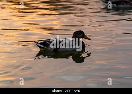 Un canard nageant nage seul sur un lac au coucher du soleil, au lever du soleil. La silhouette de l'animal ainsi que son reflet sont visibles par faible luminosité. Lumière du soleil r Banque D'Images