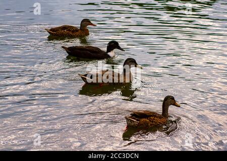 Image isolée en gros plan de quatre canards de surface : trois canards de surface femelles et une race masculine croisée de canards de surface et de canards de muscovy. Ils nagent ensemble dans un ri Banque D'Images