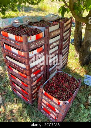 Kahramanmaras, Turquie juin 2020 : temps de récolte dans le jardin de cerises. Les agriculteurs collectent des cerises. Banque D'Images