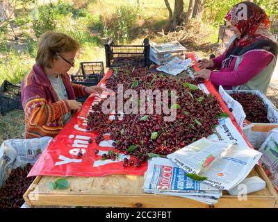 Kahramanmaras, Turquie juin 2020 : temps de récolte dans le jardin de cerises. Les agriculteurs collectent des cerises. Banque D'Images