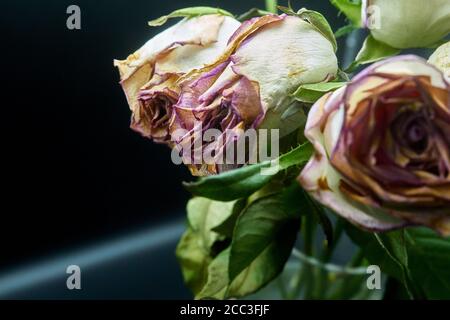 couper les roses un peu au-delà de leur premier et mourir Banque D'Images