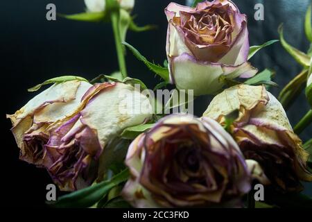 couper les roses un peu au-delà de leur premier et mourir Banque D'Images