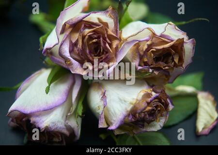 couper les roses un peu au-delà de leur premier et mourir Banque D'Images