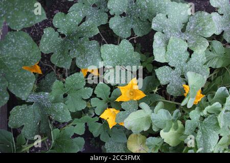 Jardin biologique urbain d'une fleur orange vif de la plante de courge cultivée par les locavores dans la ville de Chicago. Banque D'Images