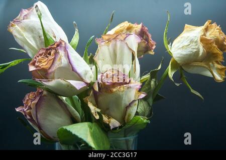 couper les roses un peu au-delà de leur premier et mourir Banque D'Images