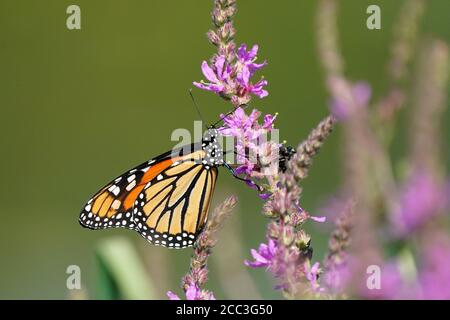 Papillons monarques sur Loosestrife violet Banque D'Images