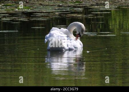 Coupez le Swan et les juvéniles dans les marais en été Banque D'Images